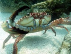 I found this crab in very shallow water so a strobe wasn'... by Yves Antoniazzo 